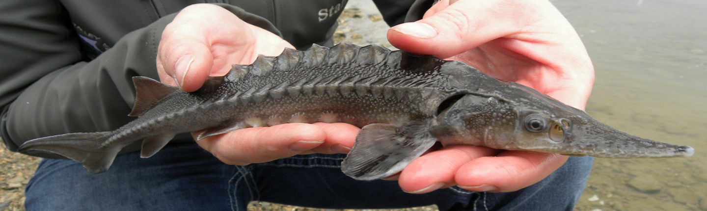 columbia-sturgeon