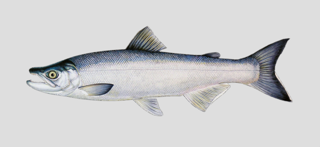 kokanee-salmon Kokanee (Oncorhynchus nerka) is a landlocked type of sockeye salmon commonplace in the waters around Castlegar and the West Kootenays