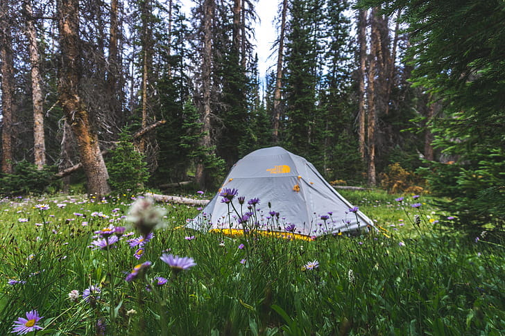 tent-camp-forest-woodland
