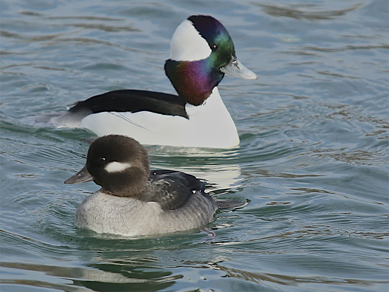 birds_in_Castlegar_this_winter_10