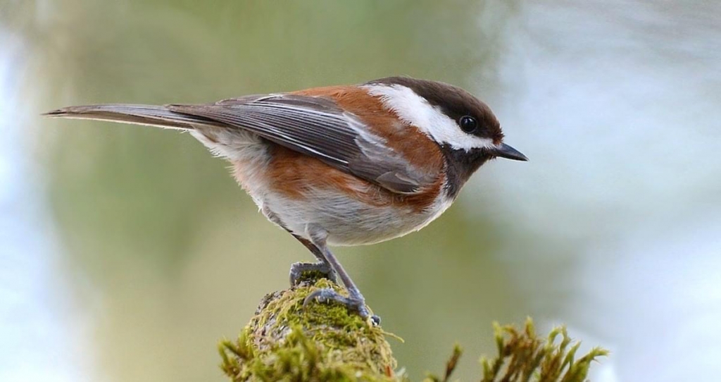 birds_in_Castlegar_this_winter_11