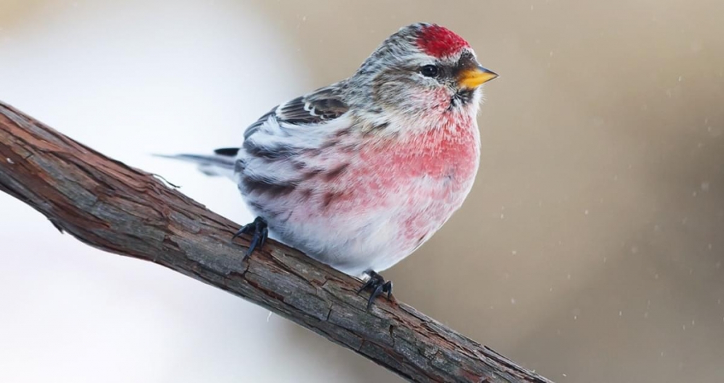 birds_in_Castlegar_this_winter_14