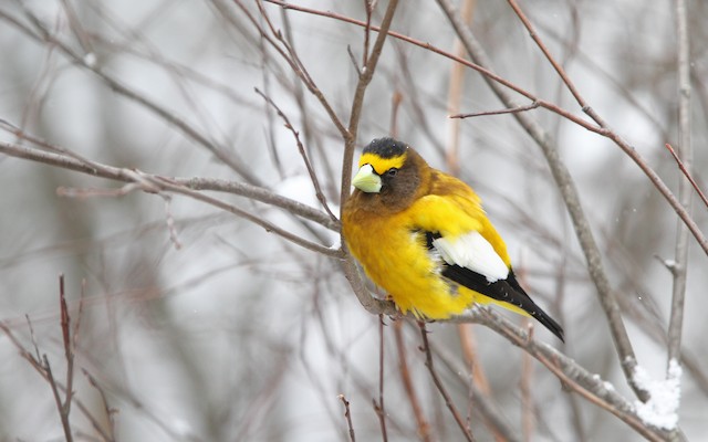 birds_in_Castlegar_this_winter_16