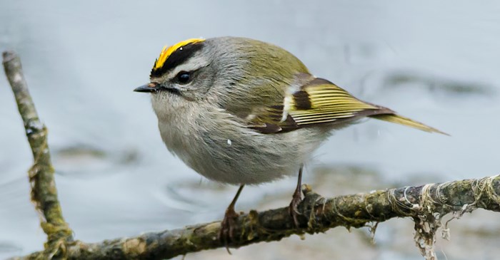 birds_in_Castlegar_this_winter_17