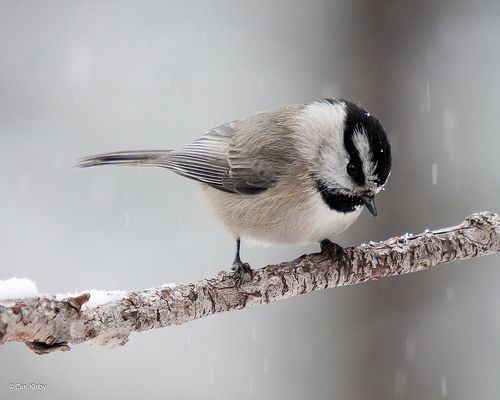 birds_in_Castlegar_this_winter_19