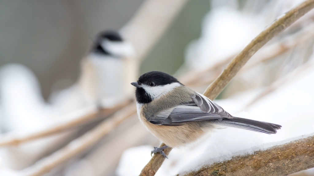 birds_in_Castlegar_this_winter_2