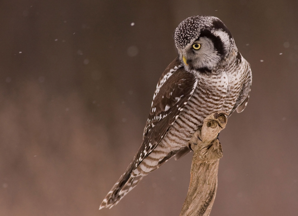 birds_in_Castlegar_this_winter_20