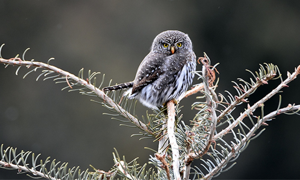 birds_in_Castlegar_this_winter_21