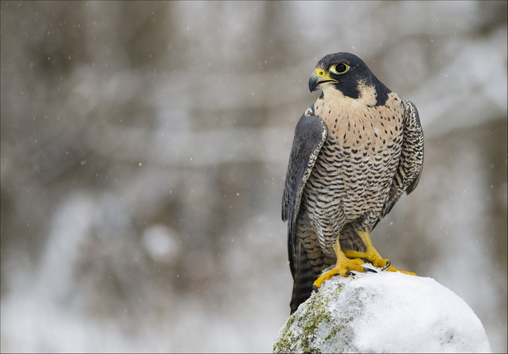 birds_in_Castlegar_this_winter_23
