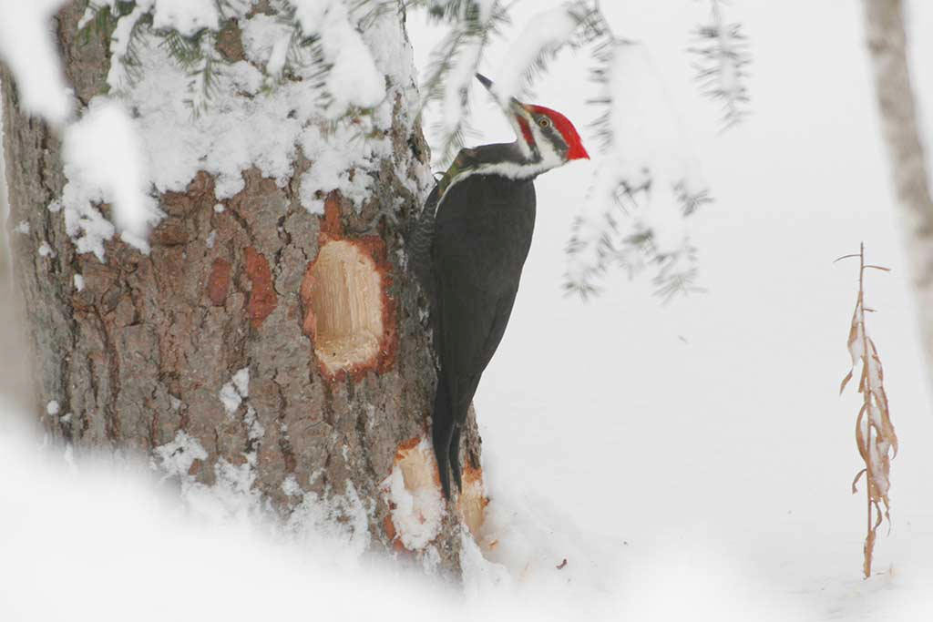 birds_in_Castlegar_this_winter_24