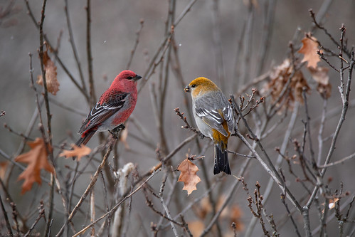 birds_in_Castlegar_this_winter_25