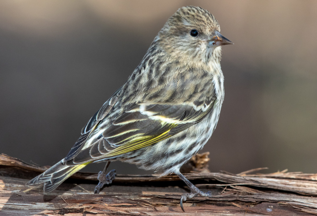 birds_in_Castlegar_this_winter_26