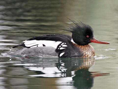 birds_in_Castlegar_this_winter_27