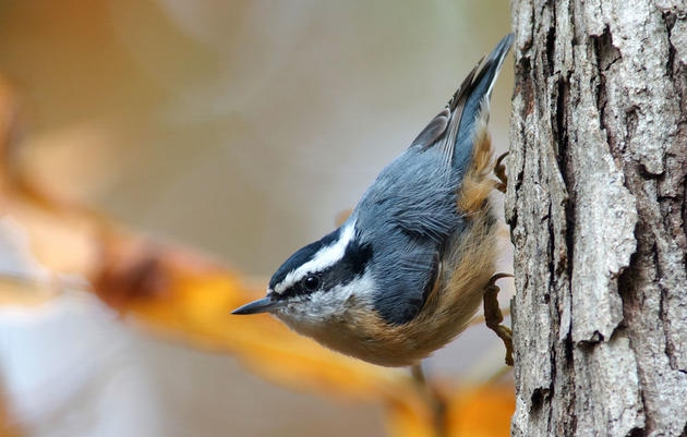 birds_in_Castlegar_this_winter_28