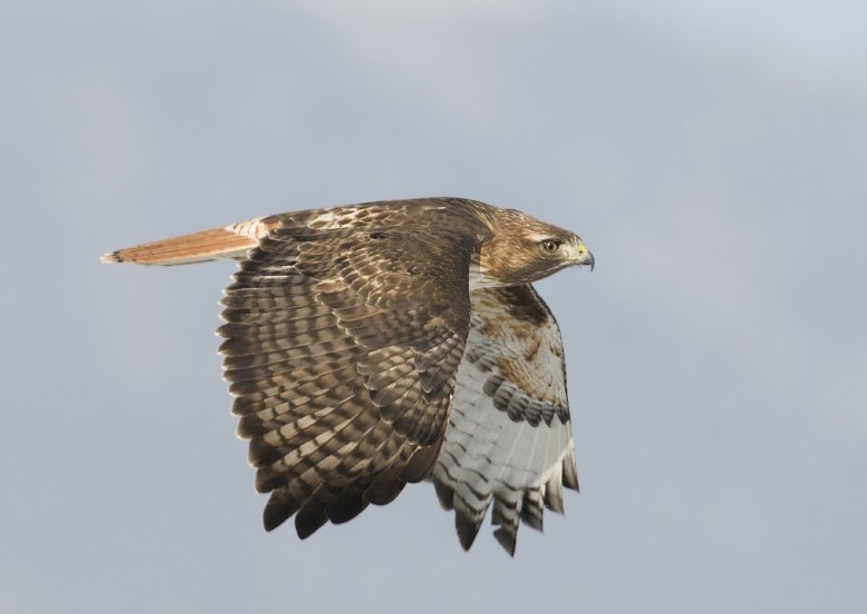 birds_in_Castlegar_this_winter_29
