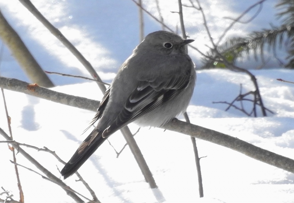 birds_in_Castlegar_this_winter_30
