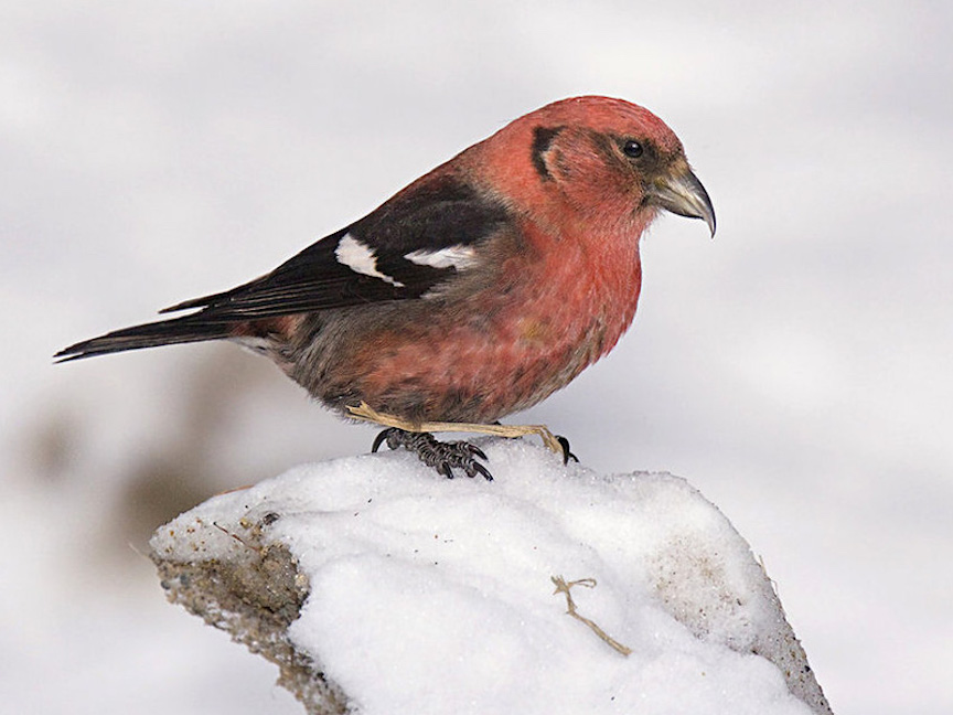 birds_in_Castlegar_this_winter_31