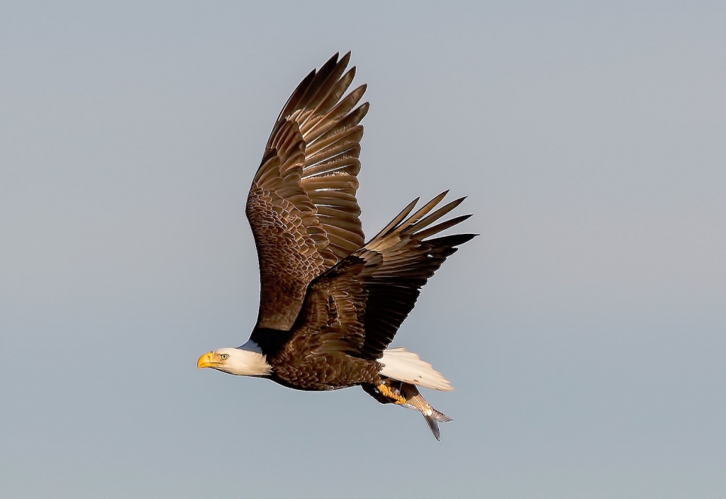 birds_in_Castlegar_this_winter_4