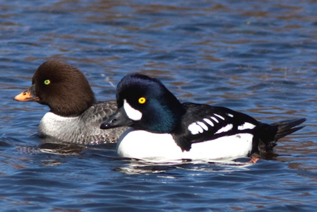 birds_in_Castlegar_this_winter_5