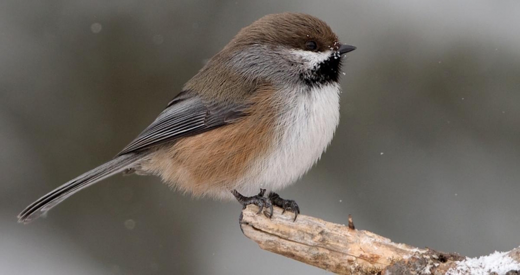 birds_in_Castlegar_this_winter_6