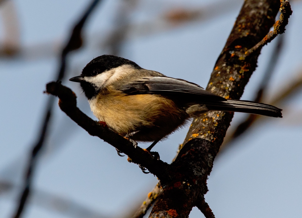 birds_in_Castlegar_this_winter_7