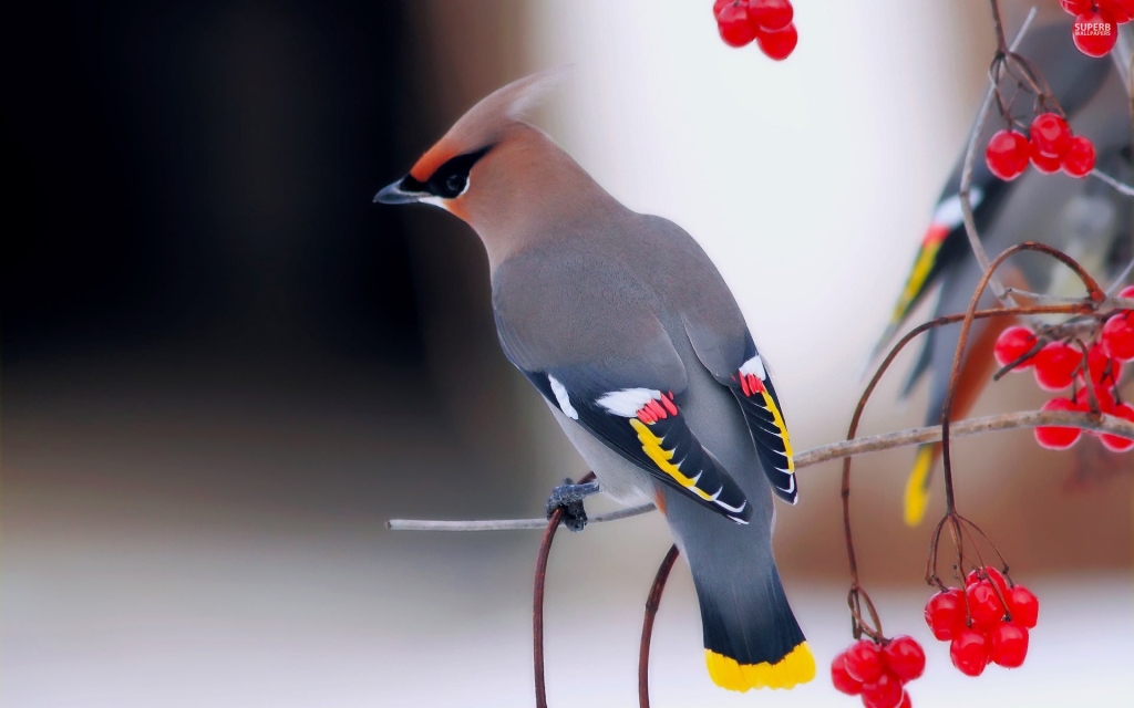 birds_in_Castlegar_this_winter_8