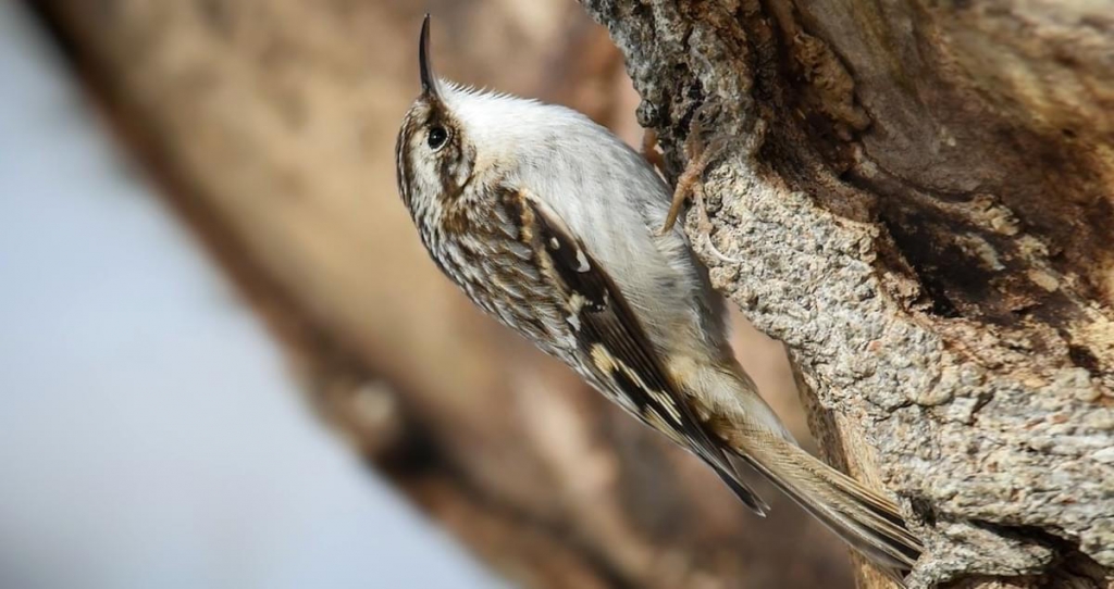 birds_in_Castlegar_this_winter_9
