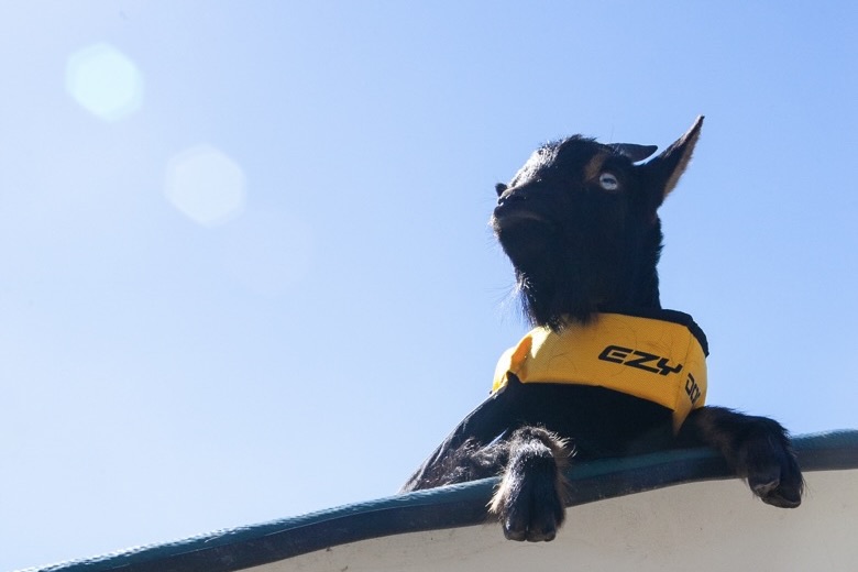 Meet Castlegar's Pygmy Goat Fishing Guide - Destination Castlegar
